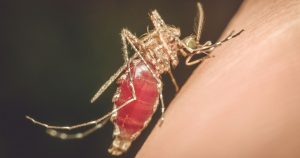 How To Prevent Mosquito Bourne Diseases