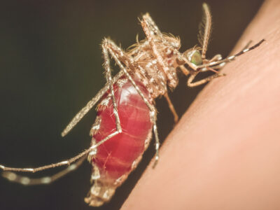 How To Prevent Mosquito Bourne Diseases