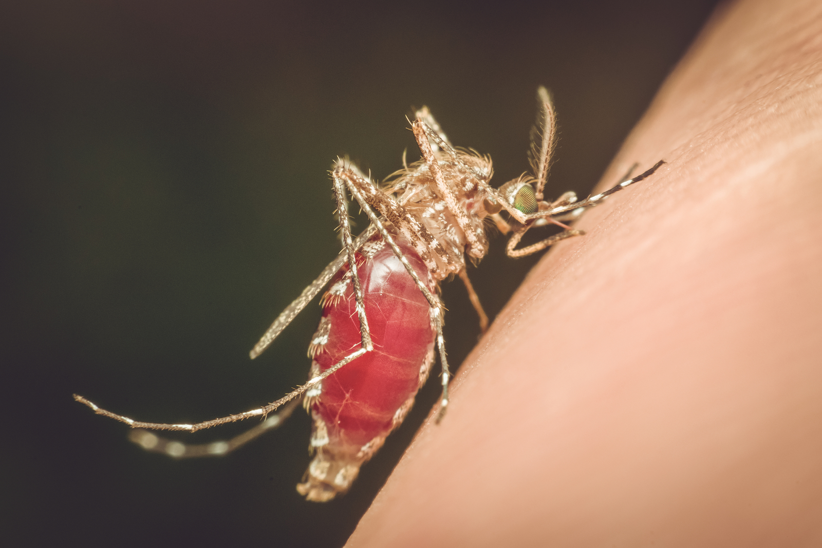 Avoiding Mosquito-Borne Diseases