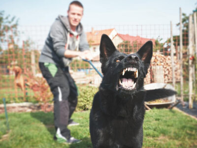 Dog Bite Treatment